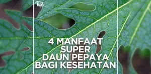 Manfaat Super Daun Pepaya bagi Kesehatan