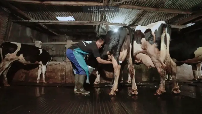 Di Tengah Wabah PMK, Perkuat Ketahanan Pangan Bangsa dengan Bangkitkan Kiprah Peternak Sapi Perah Lokal Bisa Jadi Solusi