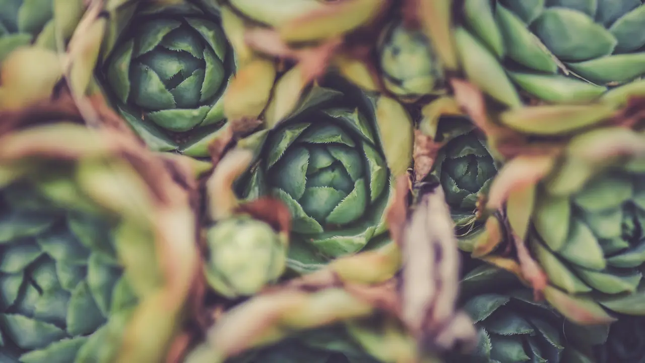 [Fimela] Artichoke