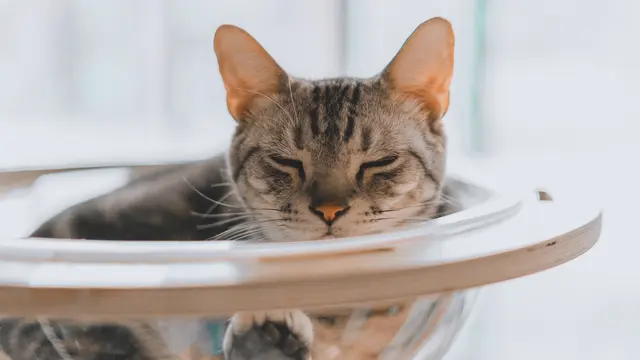 Apakah Kucing Adalah Cairan (Likuid)?