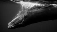 Foto: Jem Cresswell