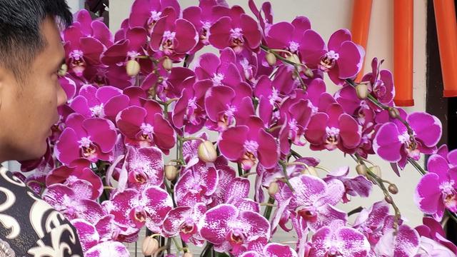 Presiden Joko Widodo (Jokowi) mengirimkan rangkaian bunga anggrek berwarna merah muda-keunguan, kepada Ketua Umum PDIP Megawati Soekarnoputri.