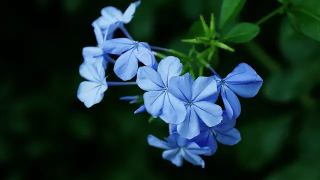 Plumbago Biru