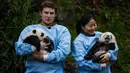 Anak kembar panda raksasa diperkenalkan kepada publik  di taman margasatwa Pairi Daiza, Brugelette, Belgia, Kamis (14/11/2019). Panda kembar berjenis kelamin jantan dan betina yang lahir pada Agustus 2019 itu diberi nama  "Bao Di" (kanan) dan "Bao Mei".  (AP/Olivier Matthys)
