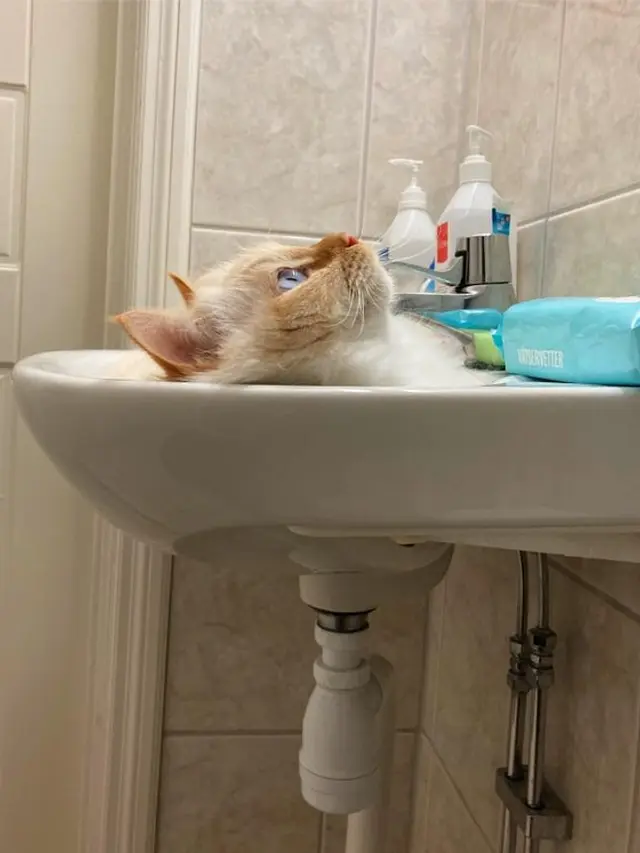 8 Foto Ini Buktikan Kucing adalah 'Benda Cair', Bikin Geleng Kepala