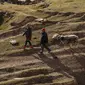 Para penggembala menggiring domba mereka di padang rumput pegunungan di Wilayah Yecheng, Daerah Otonom Uighur Xinjiang, China barat laut, pada 8 Oktober 2020. (Xinhua/Hu Huhu)