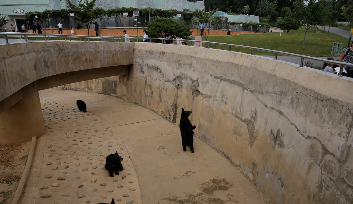 Pengunjung melihat beruang di Kebun Binatang di Pyongyang, Korea Utara (15/9). Kebun binatang ini memiliki lebih dari 5.000 hewan liar, terdiri dari total 650 spesies, dan mencakup area seluas sekitar satu kilometer persegi. (AP Photo/Kin Cheung)