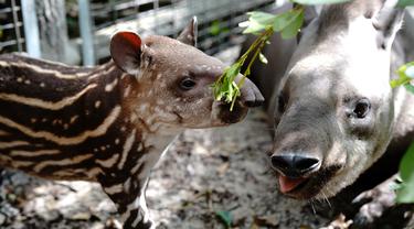 Seekor tapir Amerika Selatan betina terlihat bersama bayinya di Kebun Binatang Shanghai di Shanghai, China timur (9/10/2020). Bayi tapir itu lahir pada 8 September di kebun binatang tersebut. (Xinhua/Zhang Jiansong)