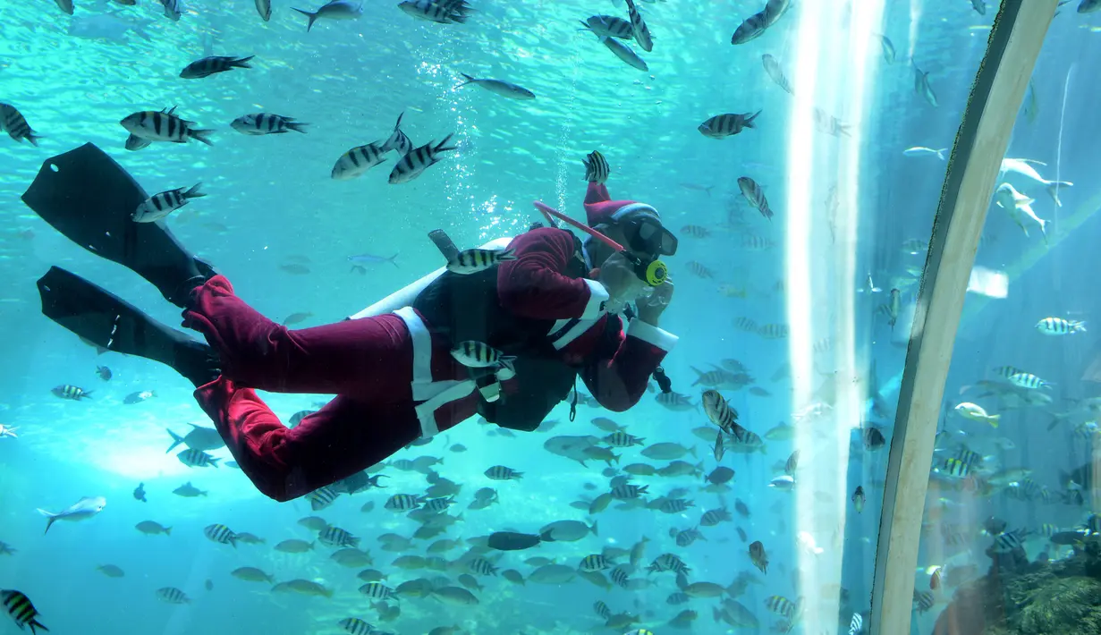 Penyelam mengenakan pakaian Sinterklas berenang dengan ikan dalam akuarium di Koral Restaurant, Sawangan, Nusa Dua, Bali, Kamis (23/12/2021). Koral Restaurant dinobatkan sebagai restoran terindah di dunia 2021 versi situs perjalanan TripAdvisor. (SONY TUMBELAKA/AFP)