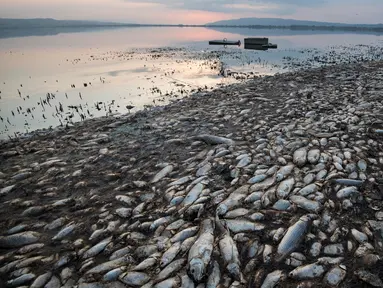 Penampakan ikan mati di tepi Danau Koroneia, Yunani, Kamis (19/9/2019). Puluhan ribu ikan mati saat kekeringan melanda wilayah tersebut. (AP Photo/Giannis Papanikos)