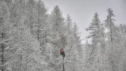 Seorang pelatih harus berusah payah menaiki pohon untuk melihat pertandingan FIS Alpine World Cup. (Foto: AFP/Jeff Pachoud)