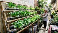 6 Trik Hidroponik Murah agar Sayuran Tumbuh Lebih Cepat dan Subur, Panen Melimpah