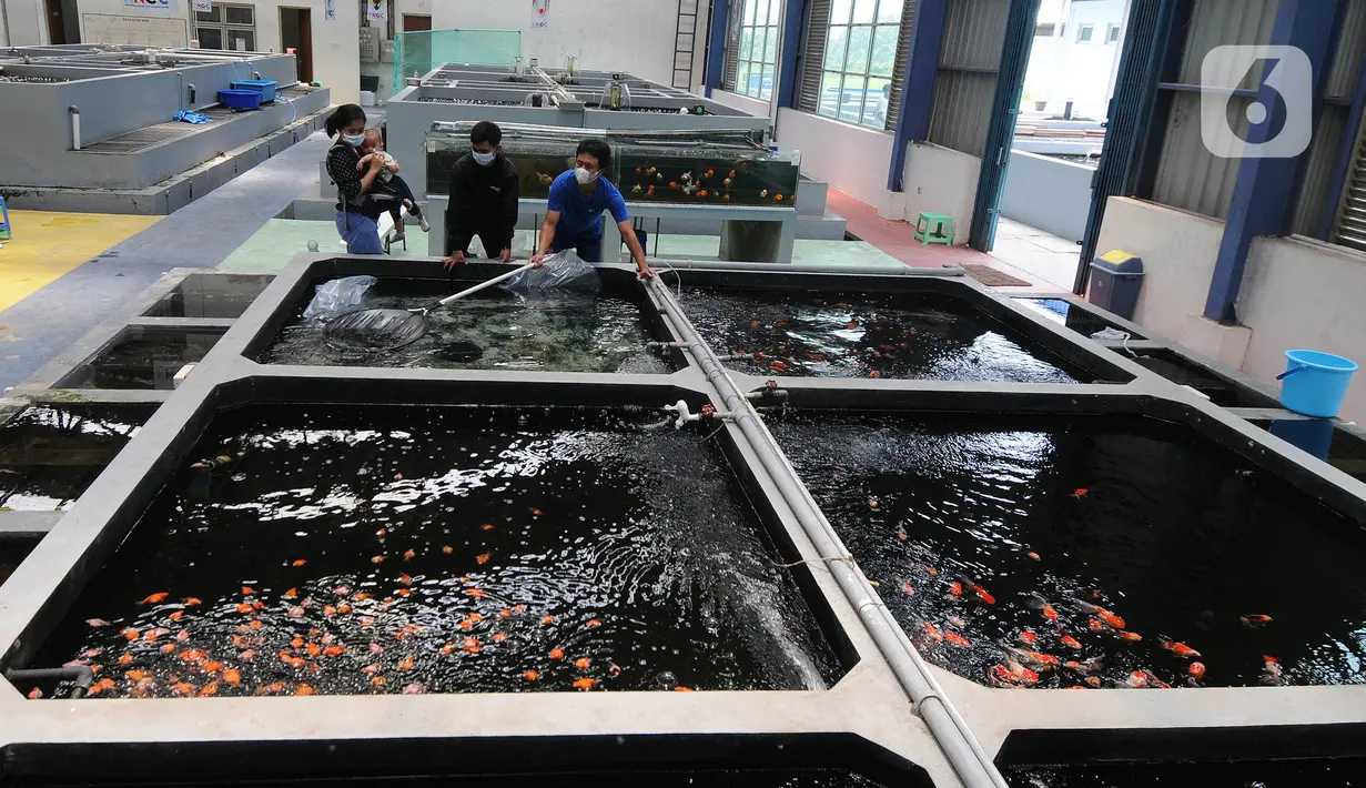 Aktivitas pekerja di Pusat Koi dan Maskoki Nusantara, Raiser Ikan Hias Cibinong, Bogor, Jawa Barat, Sabtu (9/10/2021). Kementerian Perikanan dan Kelautan (KKP) membangun Pusat Koi dan Maskoki Nusantara di Raiser Ikan Hias Cibinong. (merdeka.com/Arie Basuki)