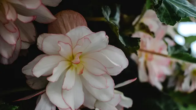 Begonia x tuberhybrida