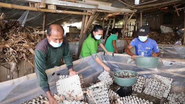Sisilia Beternak Jangkrik