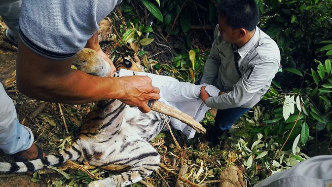 Harimau betina ditemukan tewas di tepi jurang (Liputan6.com/M. Syukur)
