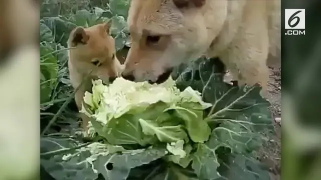 Beredar sebuah video yang menunjukkan dua ekor anjing sedang makan sayur kol. Warganet pun bereaksi dengan mengaitkannya dengan lagu viral 'Sayur Kol'.