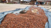 Petani Simpan Bijih Kakao (Foto: Liputan6.com/Dio Pratama)
