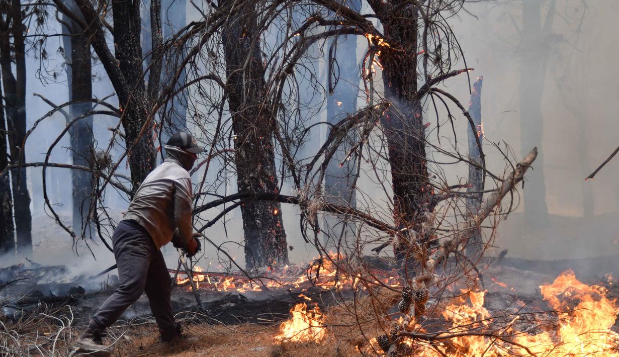Ratusan petugas pemadam kebakaran berjibaku mengendalikan kebakaran besar menghanguskan sekitar 12.000 hektare hutan. Tampak dalam foto, seorang warga setempat berusaha memadamkan api saat terjadi kebakaran hutan di Epuyen, Patagonia, Argentina, Minggu 11 Januari 2026. (AP Photo/Nicolas Palacios)