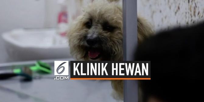 VIDEO: Klinik Hewan Pertama Dibuka di Mosul