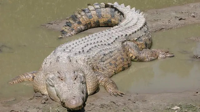 Buaya Ramree (0)