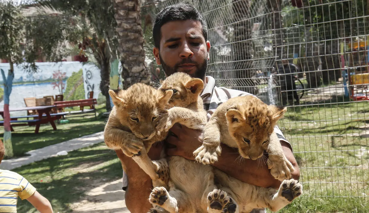 Petugas menunjukkan tiga bayi singa yang baru lahir di sebuah kebun binatang di Rafah, Jalur Gaza (8/9/2019). Kehadiran tiga bayi singa ini menambah koleksi satwa sebuah kebun binatang tersebut. (AFP Photo/Said Khatib)