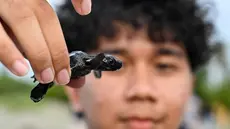 Seorang anak laki-laki memegang tukik penyu zaitun (Olive Ridley) di pantai Banda Aceh, pada 14 April 2026. Untuk menjaga kelestarian ekosistem laut serta meningkatkan kesadaran terhadap perlindungan penyu yang semakin langka dan terancam punah, puluhan tukik penyu zaitun (Olive Ridley) hasil penetasan dilepasliarkan ke laut di Banda Aceh. (CHAIDEER MAHYUDDIN/AFP)