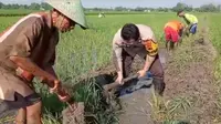 Warga perbaiki saluran air di Pemalang. (Foto: Liputan6.com//Istimewa)