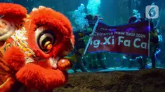 Atraksi barongsai menghibur pengunjung di akuarium Sea World Ancol, Jakarta, Kamis (8/2/2024). (merdeka.com/Arie Basuki)