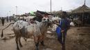 Pedagang  mencuci sapi di pasar ternak menjelang perayaan Idul Adha di kota pelabuhan Karachi, Pakistan (1/7/2022). Idul Adha merupakan salah satu hari raya umat Islam di dunia yang identik dengan penyembelihan hewan kurban bagi yang mampu. (AFP/Asif Hassan)