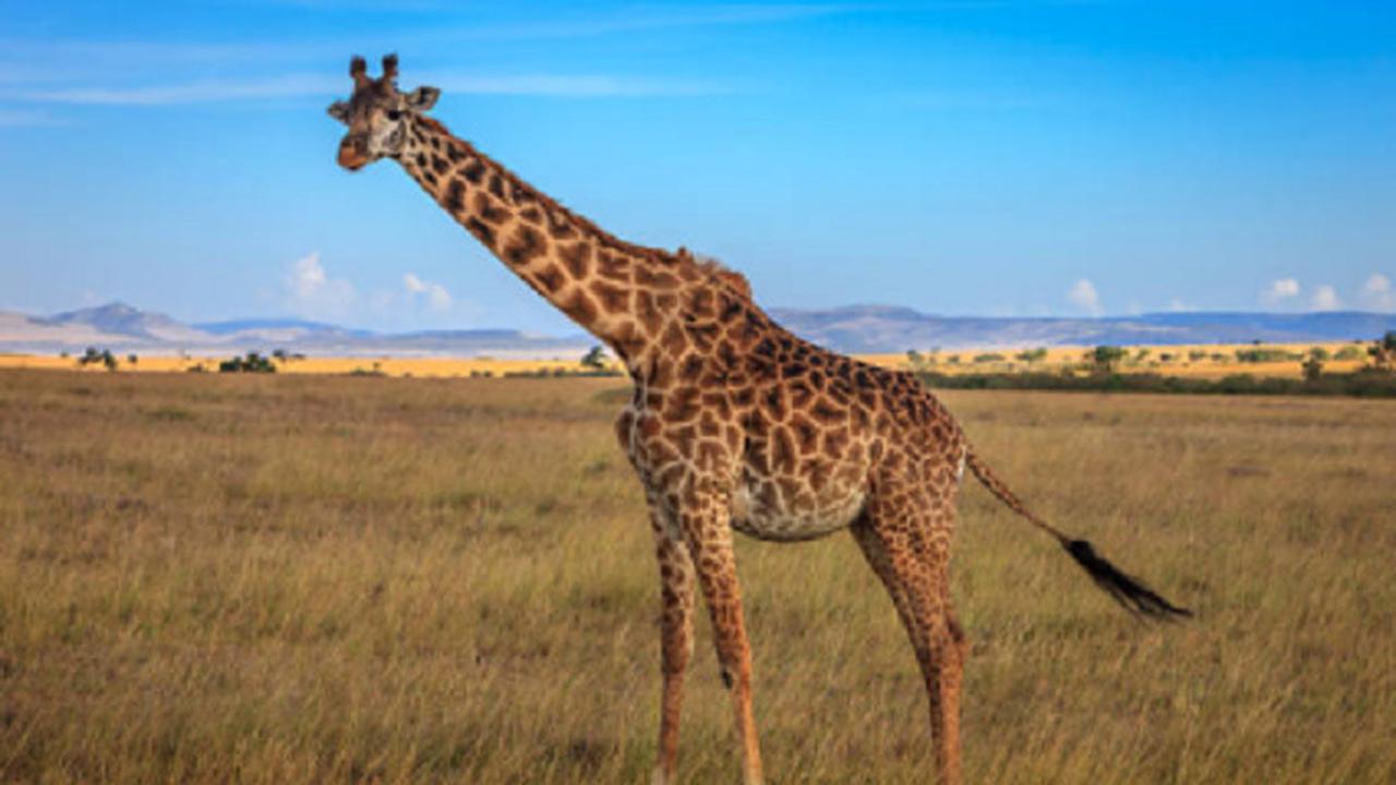 Ilustrasi jerapah (iStock)