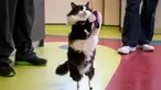 Seekor kucing bernama Pooh berumur 1 tahun menggunakan kaki palsu bionic saat bermain di Sofia Central Vet Clinic, Bulgaria, (31/1). Pooh kehilangan kedua kakinya usai mengalami kecelakaan kereta pada April 2016 lalu. (AFP Photo/Nikolay Doychinov)