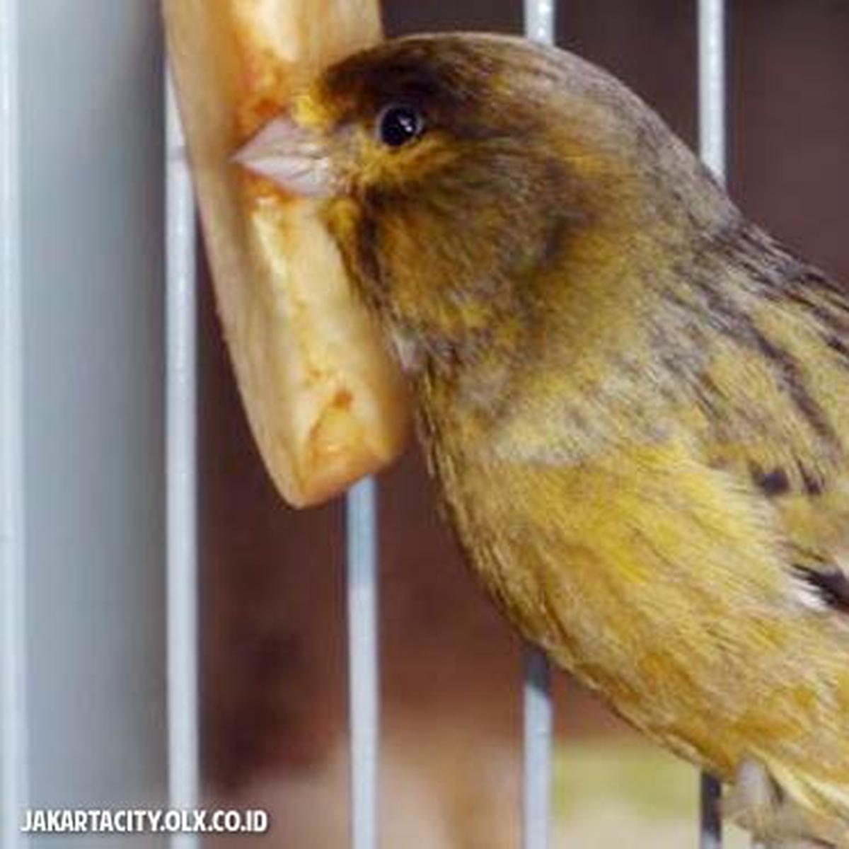 900+ Gambar Burung Merak Yang Sudah Diwarnai Terbaru