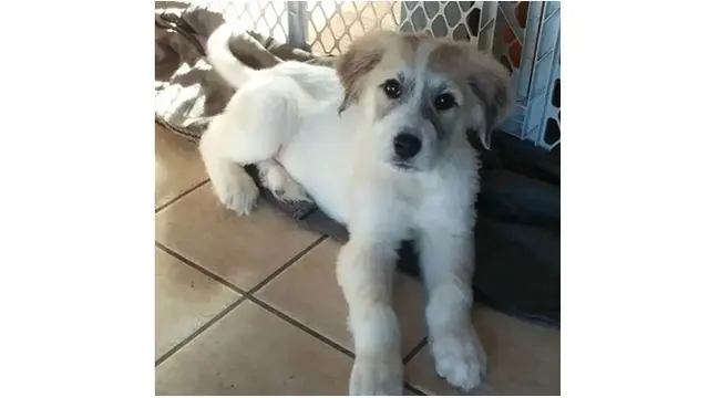 Pria Ini Temukan 6 Anak Anjing Terlantar Tanpa Bulu, Jenis Anjing Ini Tak Disangka