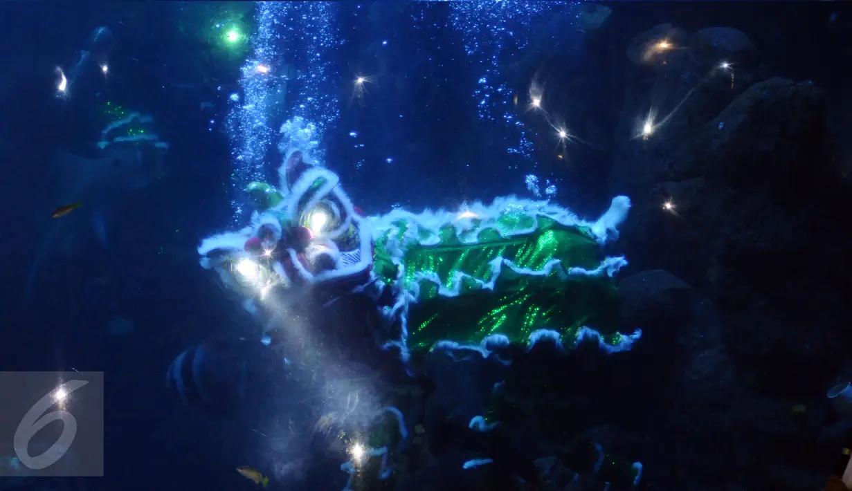 Pemain barongsai beraksi di dalam kolam SeaWorld, Ancol, Jakarta, Sabtu (28/1). Atraksi barongsai ini untuk memeriahkan perayaan Tahun Baru Imlek 2568. (Liputan6.com/Helmi Fithriansyah)