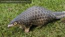 Trenggiling atau Pangolin termasuk salah satu hewan purba yang unik. Ia diperkirakan telah hidup   sejak 34-23 juta tahun yang lalu. Di Sumatra, Trenggiling masih dapat dijumpai   (www.pangolinsg.org)