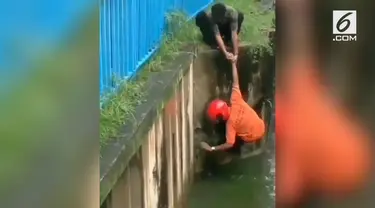 Dua pemuda tak berpikir dua kali saat selamatkan kucing tenggelam. Mereka rela menolong dengan risiko jatuh ke sungai.