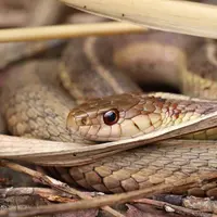 Ilustrasi Mimpi Banyak Ular Credit: pexels.com/Aaron