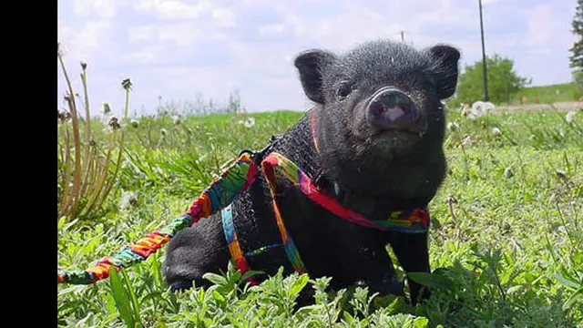 ilustrasi (c) veganistaloves.wordpress