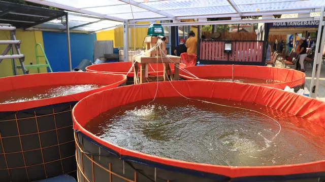 Keunikan Kampung Pepet Urban Farm di Kota Tangerang