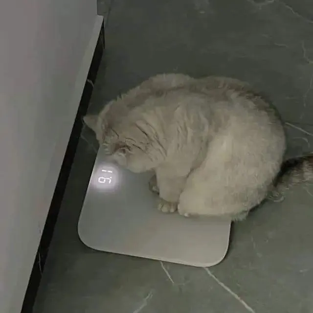 6 Potret Kucing Timbang Berat Badan Ini Kocak, BB Naik karena Banyak Makan