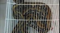 Ular sanca yang sempat menghebohkan penumpang kereta api itu kini diamankan di Stasiun Pekalongan. (dok. istimewa/Fajar Eko Nugroho)