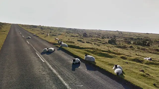 6 Potret Aneh Hewan saat Terekam Google Maps, Nyeleneh Banget