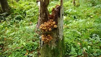 Jamur merupakan spesies tanaman hidup yang unik dan mematikan. Jamur yang ada di Oregon ini tumbuh hingga 2200 hektar.