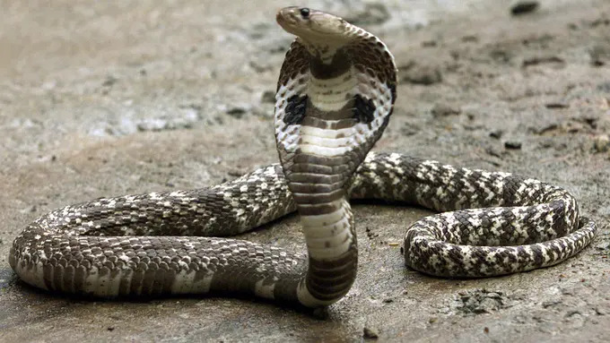 5 Fakta tentang King Kobra 