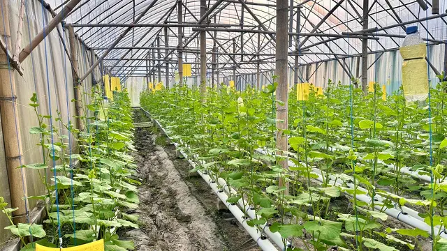 Perkebunan Melon Hidroponik Rindu Farm/Foto: Liputan6.com/Miranti