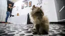 Seekor kucing menginap di hotel khusus kucing di Basra, Irak, 28 Maret 2018. Melalui gagasan ini, mahasiswa kedokteran hewan, Ahmad Taher, berharap bisa mendorong lebih banyak orang untuk tidak ragu mengadopsi kucing di Basra. (HAIDAR MOHAMMED ALI/AFP)