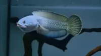 Ikan Channa Barca salah satu jenis ikan air tawar saat ini nilainya termahal di dunia. (istimewa/ikanchanna.com)