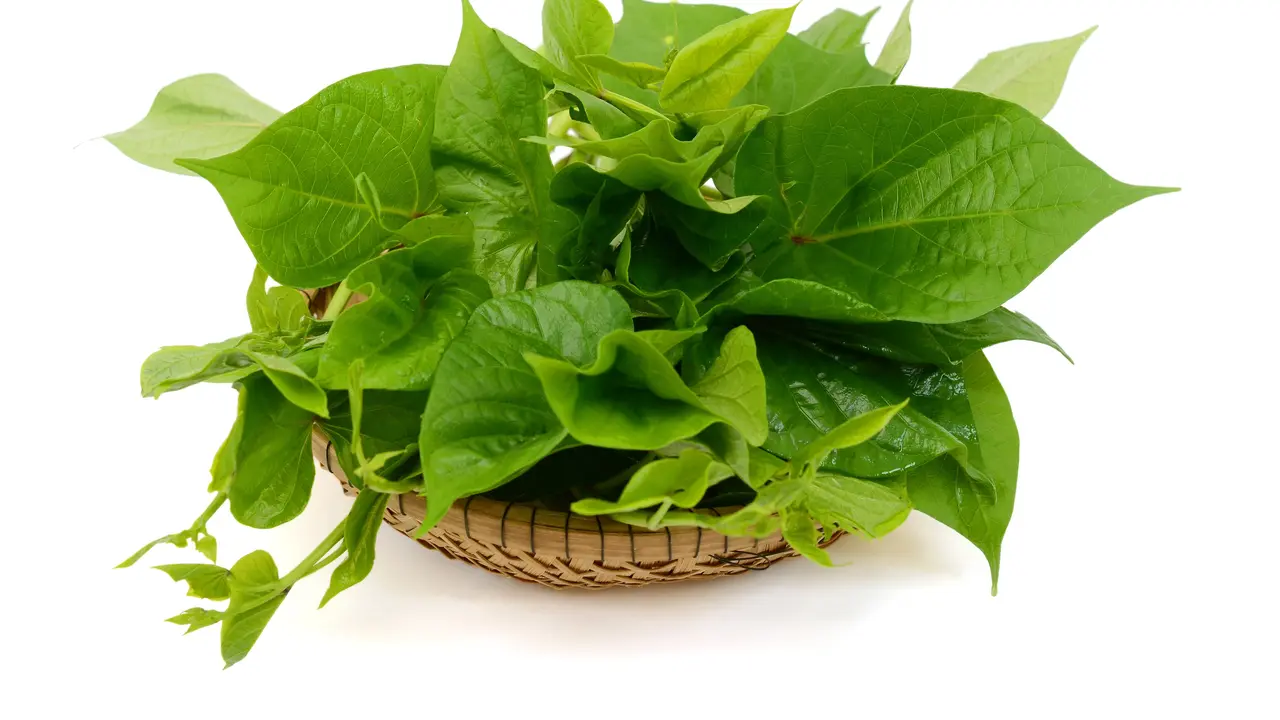 daun ubi jalar