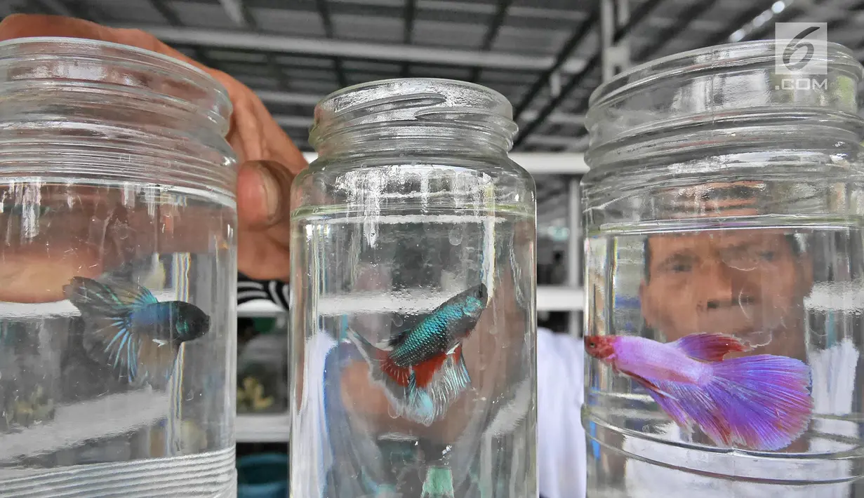 Pedagang merapikan tempat ikan di Bursa Pasar Ikan dan Hewan Jatinegara, Jakarta, Jumat (21/6/2019). Sejak Senin (17/6) pedagang ikan hias di Pasar Hewan Jatinegara mulai direlokasi ke Lapangan Jenderal Urip Sumihardjo guna mengembalikan fungsi trotoar. (Liputan6.com/Herman Zakharia)